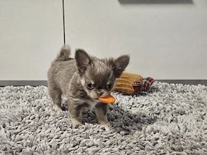 Bezaubernde Chihuahua Welpen 