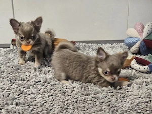 Chihuahua Welpen  Langhaar 