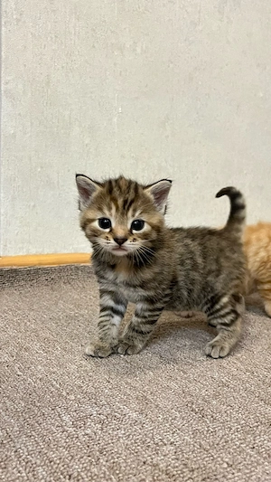 Getigertes Kitten
