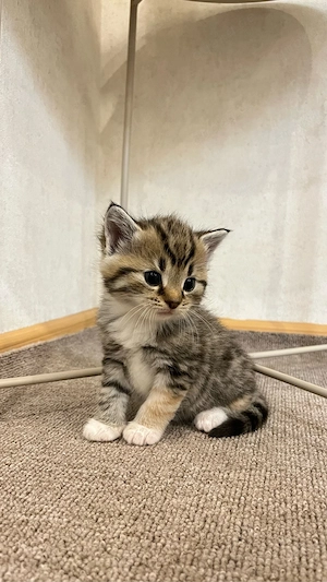 Besonderes getigertes Kitten 