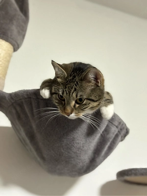 Liebevoller Kater such neues Zuhause