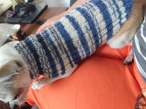 Chihuahua Pullover 