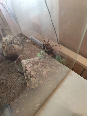 Rotknie Vogelspinne 