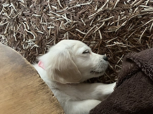 Golden Retriever Welpe ( Hündin ) 