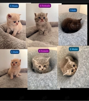 wunderschöne BKH kitten suchen liebevolles zuhause 