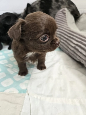 chihuahua langhaar hündin 