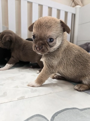 chihuahua kurzhaar Hündin