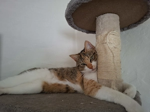  Liebevolles Zuhause für Katze Nala gesucht 