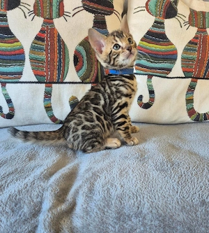wunderschöne Bengal Katzen ein liebevolles zuhause