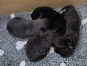 Chihuahua Welpen blue und lackschwarz 