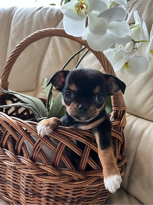 süße Chihua welpen
