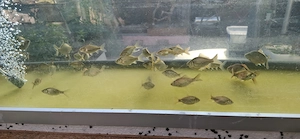 Junge Goldfische zu verkaufen