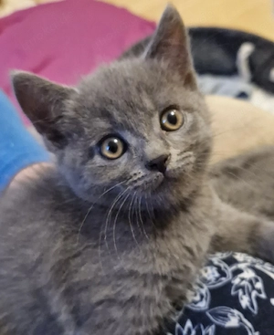 Britisch kurzhaar langhaar Kitten 