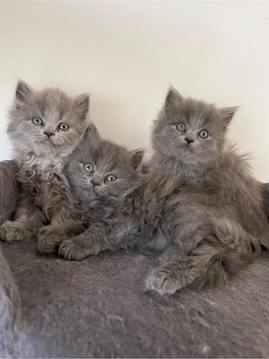 Britisch Langhaar-Nebelung Kitten