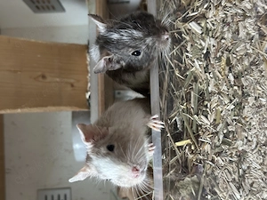 2 männliche liebe Degus 3,5 Jahre suchen ein neues Zuhause 