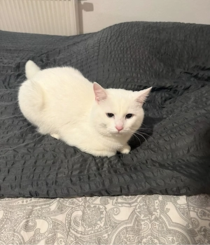 Kater in beste Hände abzugeben