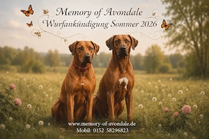 Rhodesian Ridgeback Welpen Sommer 2026 Schwarznasen und Livernose