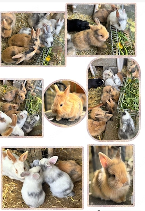 Kaninchen, handzahm, Mischlinge 