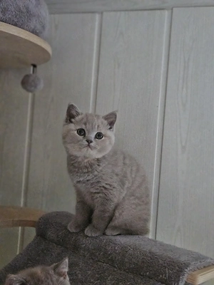 BKH Kitten lilac und lilac tortie dürfen sofort ausziehen