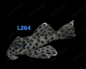 L264 Leporacanthicus josemali Weißspitzen Rüsselzahnwels