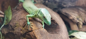 1,1 Grüne Baumeidechsen mit Terrarium 