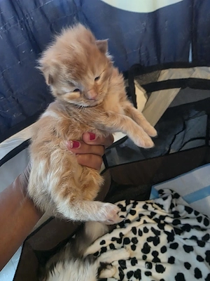 maine coon kitten 