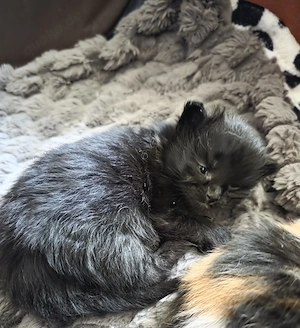 maine coon kitten 
