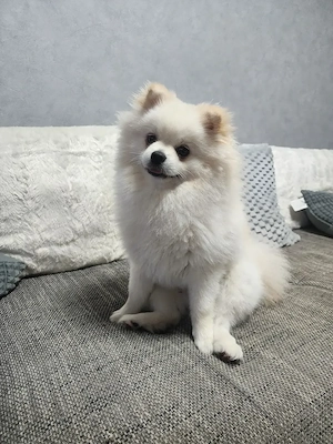Zwergspitz pomeranian 