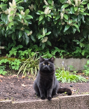 Deckkater 