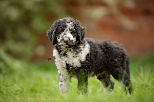 Labradoodle Welpen aus liebevoller Familienaufzucht (Doodle, Goldendoodle)