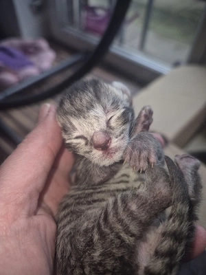 Bkh Mix kitten
