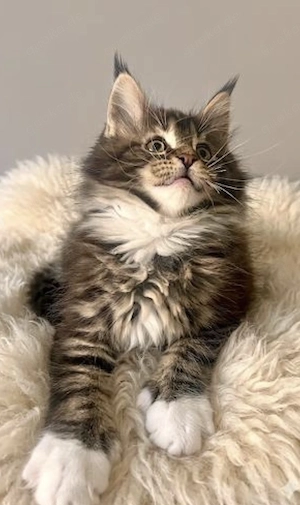 Wunderschönes *Typvolles X*l Maine Coon Coonie Mädchen mit Stammbaum
