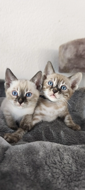Reinrassige Snow Bengal Kitten mit Stammbaum