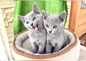 Russisch-Blau kitten mit Stammbaum abgabebereit