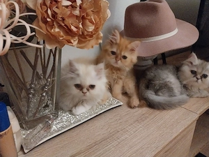 Bezaubernde Perser kitten 
