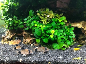 Aquarium mit Unterschrank, Technik und Besatz   96 Liter   Sera Bild 2