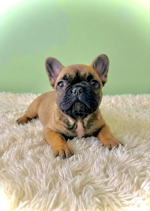 Franzősische Bulldogge , Welpem Bild 3