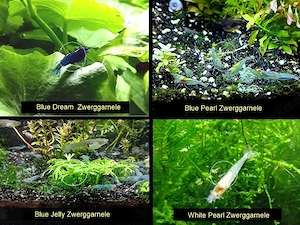 Zwerggarnelen, Blue Dream, Blue Jelly, Blue Pearl, White Pearl