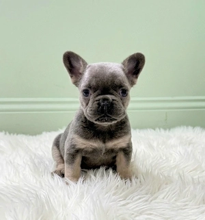 Franzősische Bulldogge , Welpem Bild 2