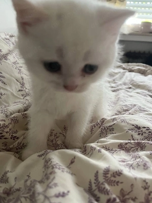 BKH katzen 