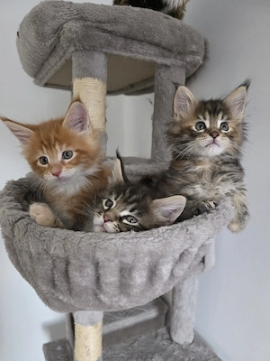 Maine Coon Kitten 