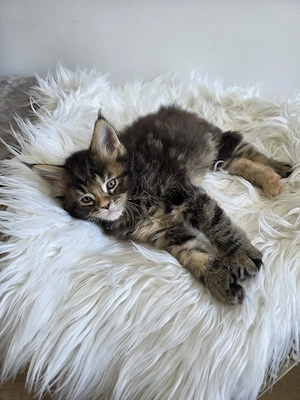 Maine Coon Kitten  Bild 3