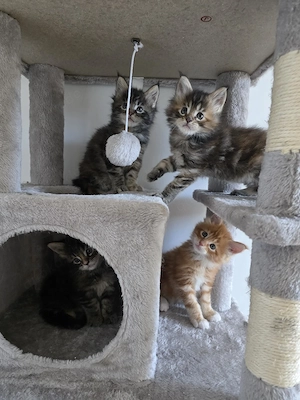 Maine Coon Kitten  Bild 2