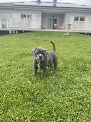 Old English Bulldog Welpen Bild 7