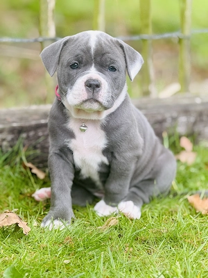 Old English Bulldog Welpen
