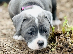 Old English Bulldog Welpen Bild 3