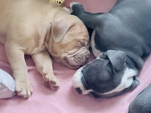 Old English Bulldog Welpen Bild 4