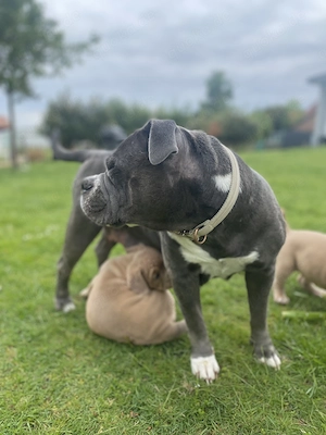 Old English Bulldog Welpen Bild 6