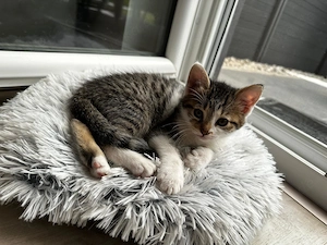 Baby Katzen Kater und Kätzchen 
