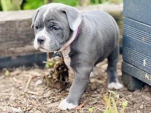 Old English Bulldog Welpen Bild 2